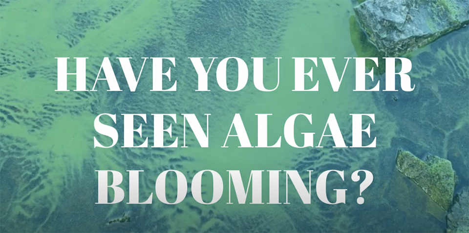 Algal Bloom with a text overlay that reads Have you ever seen Algae Blooming? Also has play button to watch/listen to a video. 