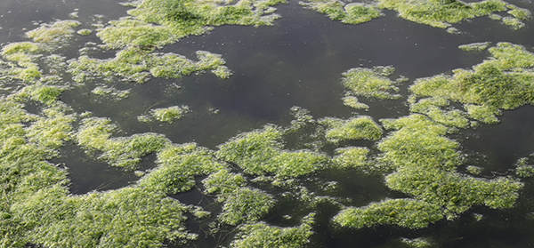 Patches of green algae floating on the surface of dark, still water, indicating possible water pollution or eutrophication.
